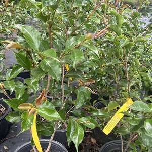 Camellia Japonica Black Magic Camellia