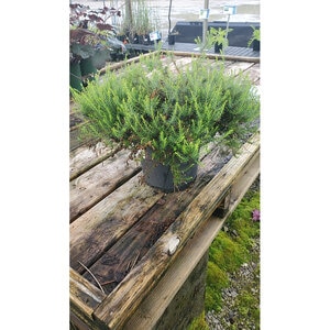 Erica Carnea Springwood Pink Winter Heath