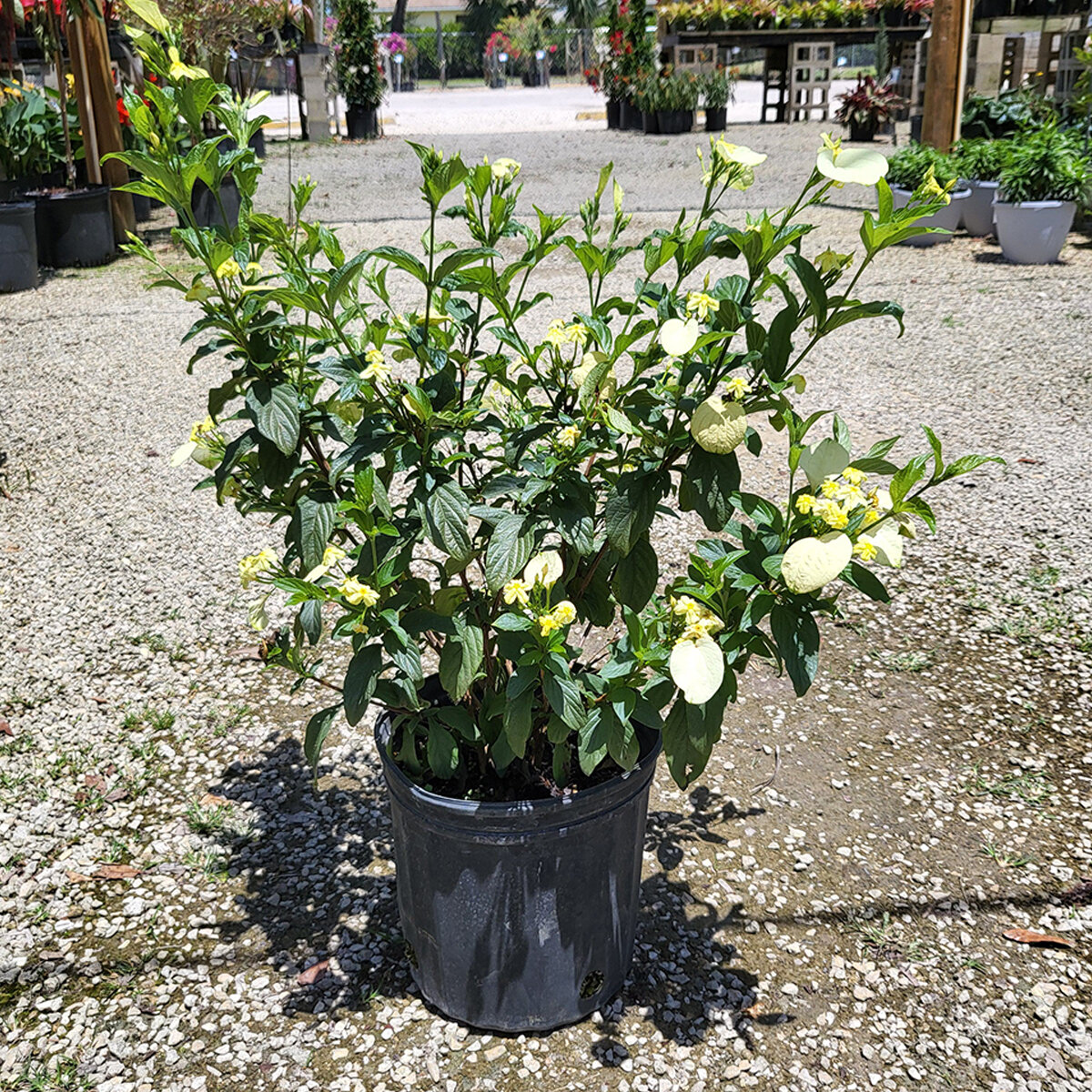 Pseudomussaenda Flava Dwarf Yellow Mussaenda | SiteOne US