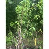 Prunus Insititia Green Gage Plum