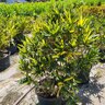 Codiaeum Variegatum Yellow Mamey Croton