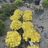 Berberis Thunbergii Golden Jackpot Japanese Barberry