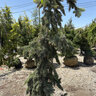 Picea Pungens Pendula Weeping Colorado Blue Spruce