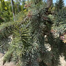 Picea Pungens Pendula Weeping Colorado Blue Spruce