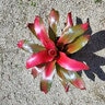 Neoregelia X Magali Bromeliad