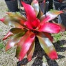 Neoregelia X Magali Bromeliad