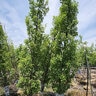 Quercus Xreifii var. Warei Chimney Fire Oak