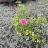 Rosa X True Bloom True Gratitude Climbing Rose