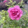 Rosa X True Bloom True Gratitude Climbing Rose