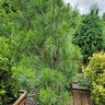 Pinus Strobus Bennetts Fastigate Eastern White Pine