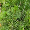 Pinus Strobus Bennetts Fastigate Eastern White Pine