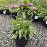 Aster Alpinus Pinkie Alpine Aster