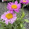 Aster Alpinus Pinkie Alpine Aster