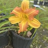Hemerocallis X Regency Heights Daylily