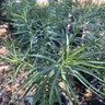 Amsonia Ciliata Halfway to Arkansas Blue Star