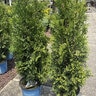 Thuja Occidentalis Private Jet Arborvitae