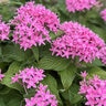 Pentas Lanceolata True Pink Egyptian Star Flower 18 Count Flat