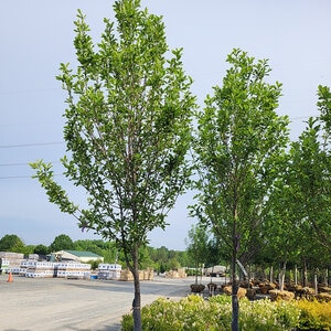 Nyssa Sylvatica Red Splyndor Black Gum