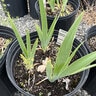 Iris Germanica Red Red Wine Tall Beaded Iris