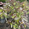 Illicium Anisatum Purple Glaze Japanese Anise