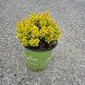 Berberis Thunbergii WorryFree Lemon Cutie Barberry