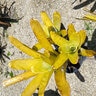 Aechmea Blanchetiana Lemon Bromeliad