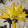 Aechmea Blanchetiana Lemon Bromeliad