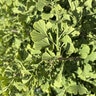 Ginkgo Biloba Clica Maidenhair Tree
