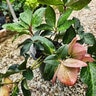 Helleborus X Iburgensis HGC Ice N' Roses Macy Marble Lenten Rose