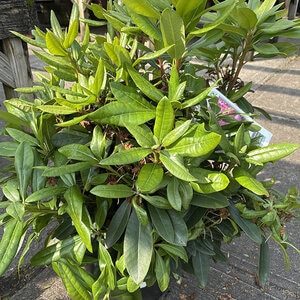 Rhododendron X Holden's Pink Flare Rhododendron 3 gal. Container