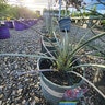 Hesperaloe parviflora Straight Up Red Texas Yucca