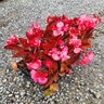 Begonia x hybrida Megawatt Red Bronze Leaf Begonia