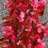 Begonia x hybrida Megawatt Red Bronze Leaf Begonia