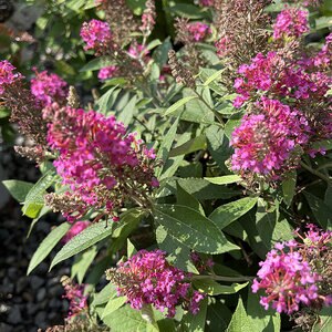 Buddleia Davidii Dapper Pink Bloomables Butterfly Bush 3 gal. Container