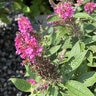 Buddleia Davidii Dapper Pink Butterfly Bush