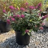 Buddleia Davidii Dapper Pink Butterfly Bush