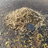 Sawdust Bulk (per cu. yd.)