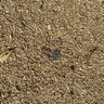 Sawdust Bulk (per cu. yd.)