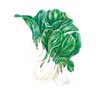 Bok Choy  Vegetable Seed  Toy Choy hybrid