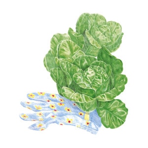 Lettuce Romaine  Vegetable Seed Little Gem Organic  1 gm
