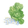 Lettuce Romaine  Vegetable Seed Little Gem Organic  1 gm