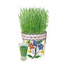 Wheatgrass Herb Seed Organic 15 gm