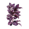 Basil Herb Seed Purple Petra Organic 500 mg