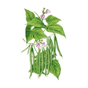 Bean Bush Green Vegetable Seed Provider Organic 50 gm