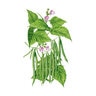 Bean Bush Green Vegetable Seed Provider Organic 50 gm