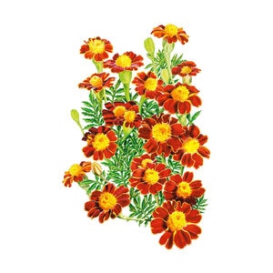 Marigold French Flower Seed Red Metamorph Organic 150 mg