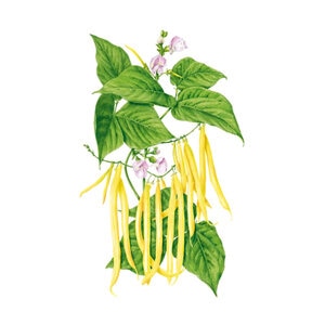 Bean Bush Vegetable Seed Yellow Gold Rush Organic 15 gm