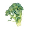 Broccoli Vegetable Seed Waltham 29 2 gm