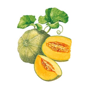 Melon Vegetable Seed Minnesota Midge Organic 1 gm