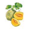 Melon Vegetable Seed Minnesota Midge Organic 1 gm